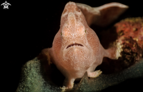 A Juvenile Frogfish
