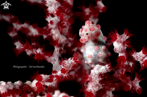 A Pygmy seahorse