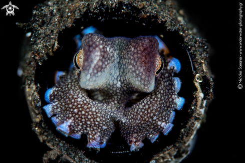 A Coconut Octopus