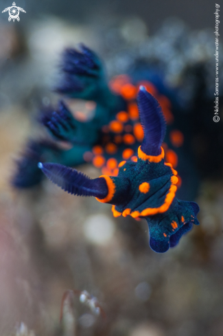 A Nudibranch