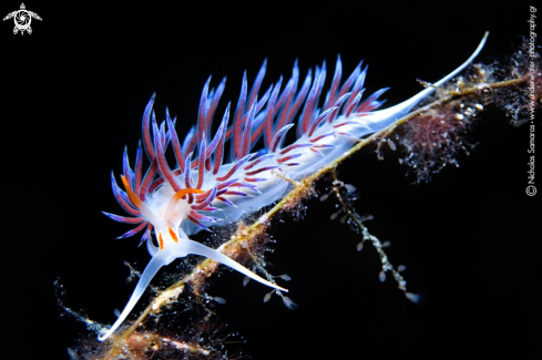 A Nudibranch