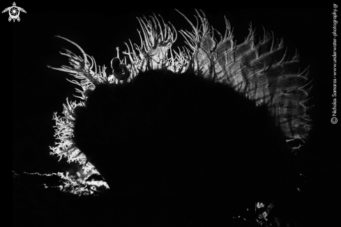 A Hairy Frogfish