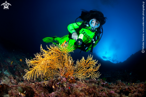 A Gorgonian