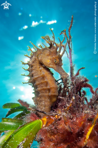 A Mediterranean Seahorse