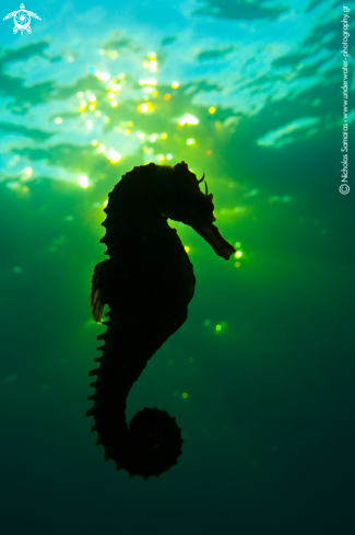 A Seahorse