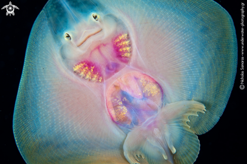 A Stingray