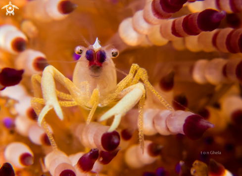 A Allopontonia brooki | Brook's urchin shrimp