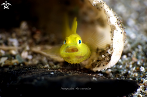 A yellow goby