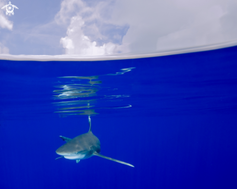 A Carcharhinus longimanus | Oceanic White Tip Shark