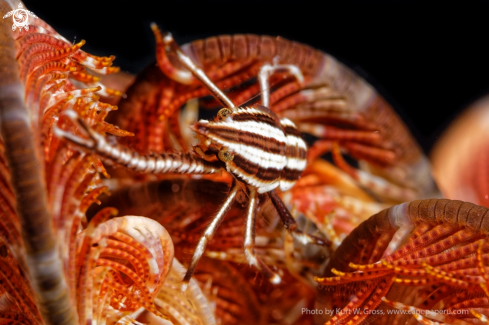 A Allogalathea elegans | Elegant Squad Lobster