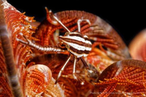 A Elegant Squad Lobster