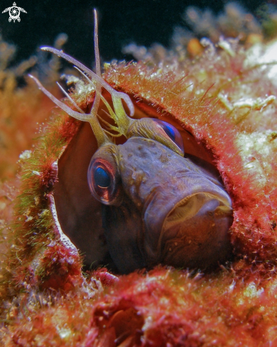 A Seaweed Blenny