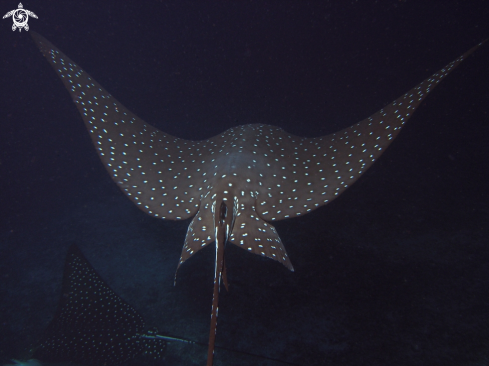 A Eagle Ray