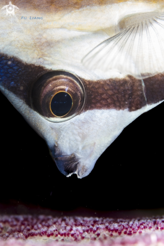 A Butterfly fish feeding on the eggs