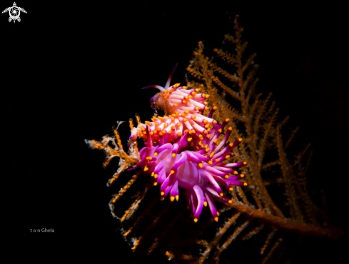 A Nudibranch