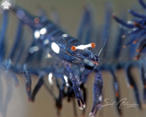 A crinoid shrimp