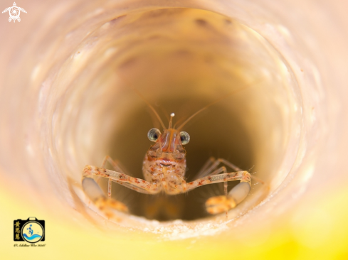 A Brachycarpus biunguiculatus  | Two claw shrimp