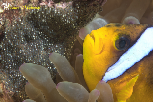 A Clownfish and eggs