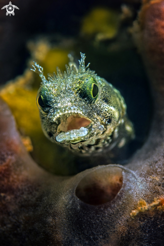 A Secretary Blenny