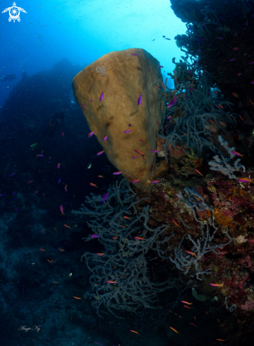 A Sponges coral