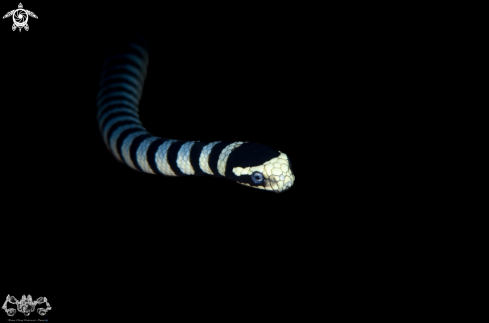 A Sea Snake 