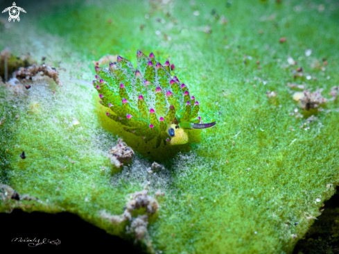 A Nudibranch