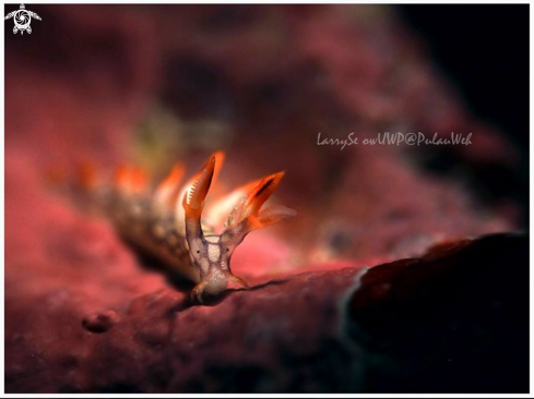 A Bornella Anguilla