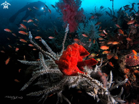 A frog fish 