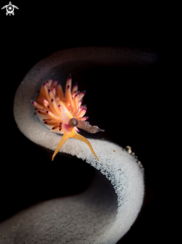 A Nudibranch feeding on eggs