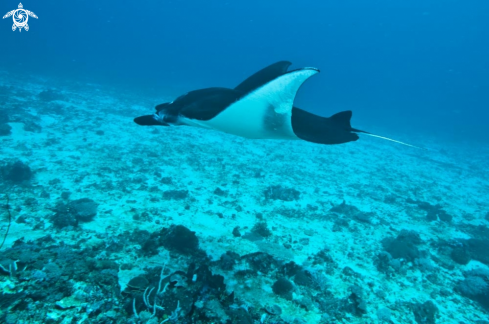 A stingray