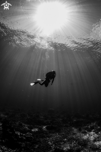 A Homo aquaticus | Divemaster