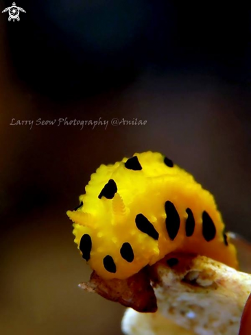 A Nudi Branch - Identification appreciated.  
