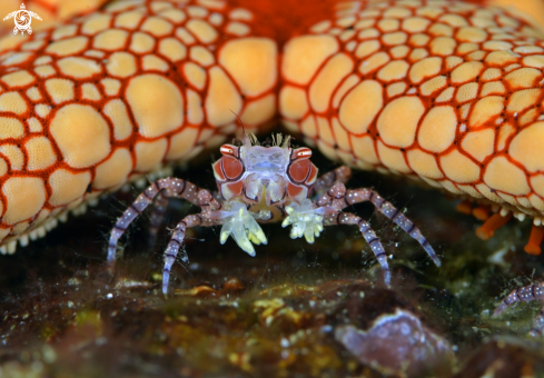 A Lybia tessellata | Pom Pom crab