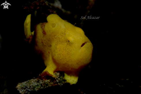 A juvenile frogfish