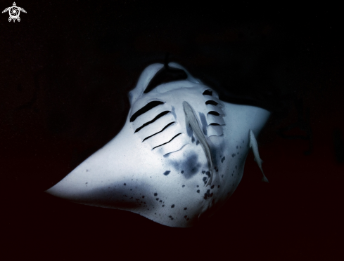 A Manta birostris