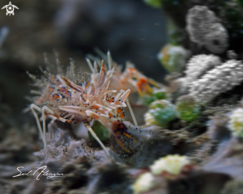 A Phyllognathia ceratophthalma | tigershrimp