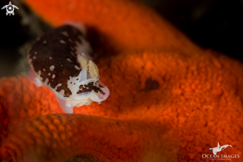 A Variable Nudibranch