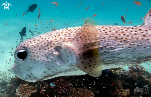 A Diodon hystrix | Spot-fin porcupinefish