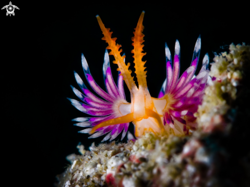 A Nudibranch 