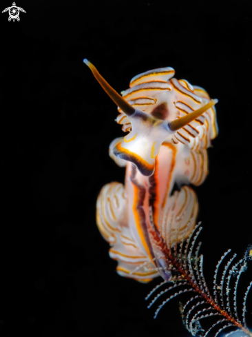 A Nudibranch
