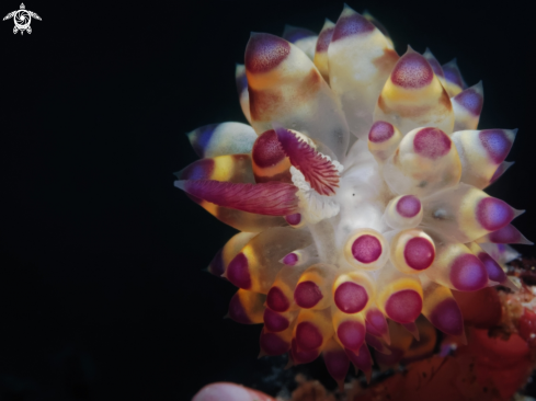 A Nudibranch