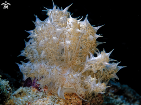 A Nudibranch