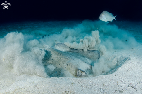 A Dasyatis Americana | Southern Stingray