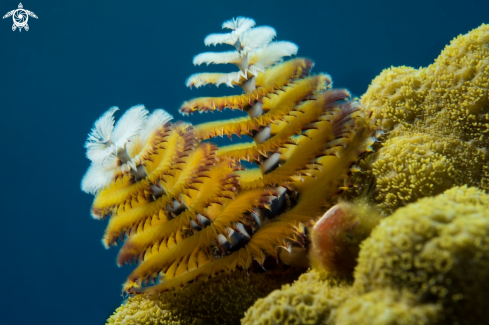 A Christmas Tree Worm