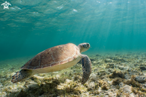 A Green Turtle