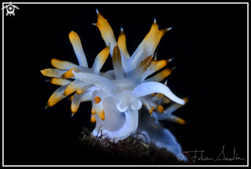 A Flabellina babai | Babai