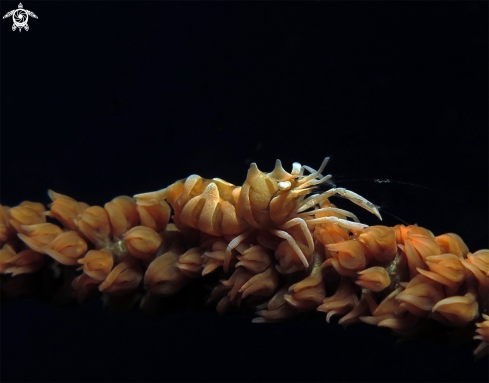 A Zanzibar Whip Coral Shrimp