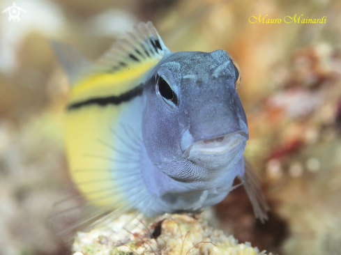 A Blenny