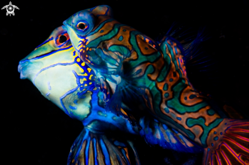 A Mandarin Fish