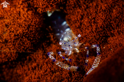 A Graceful anemone shrimp